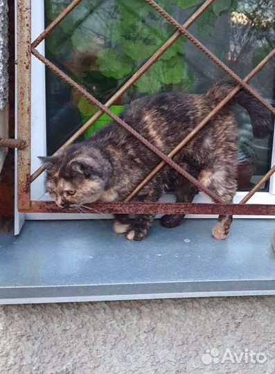 Кошка в добрые руки