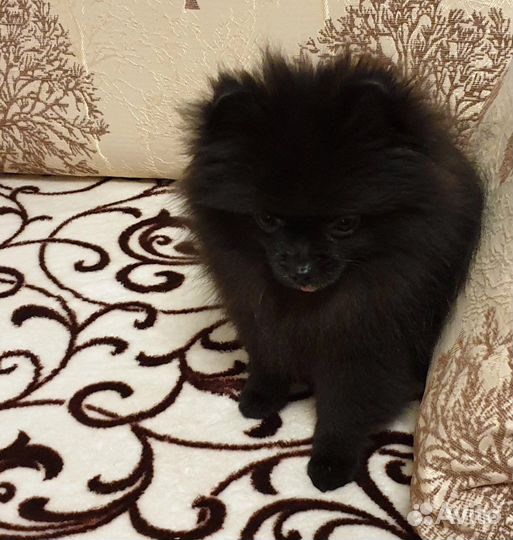 Шпиц черная девочка