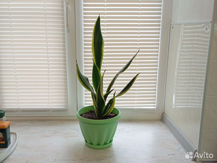 Сансевиерия