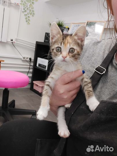 Котёнок кошечка в добрые руки