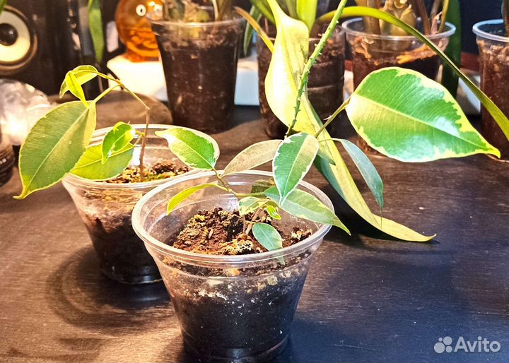 Комнатные цветы растения