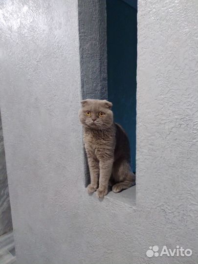 Отдам кота в добрые руки