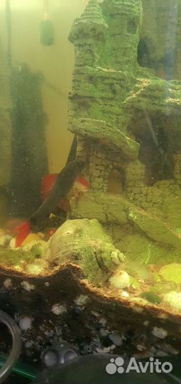 Аквариум