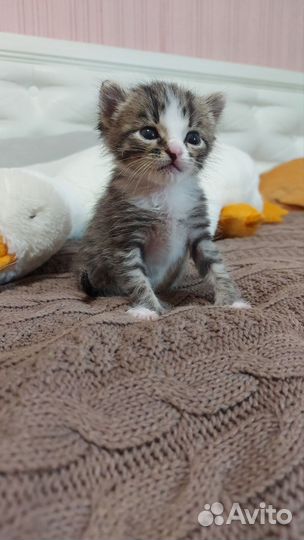 Кот в добрые руки