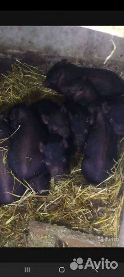 Вьетнамские поросята