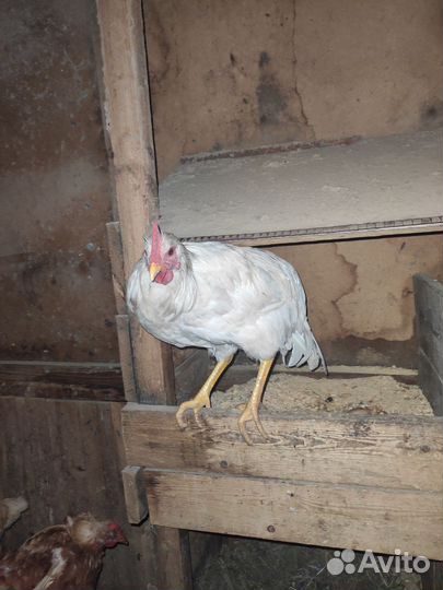 Молодые петухи