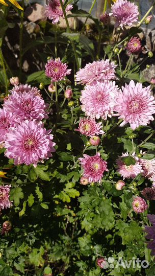 Хризантема