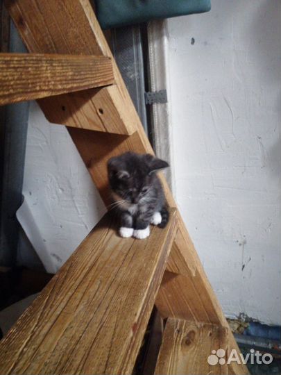 Котята