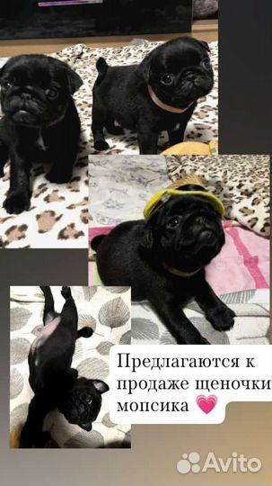 Щенки мопса черные