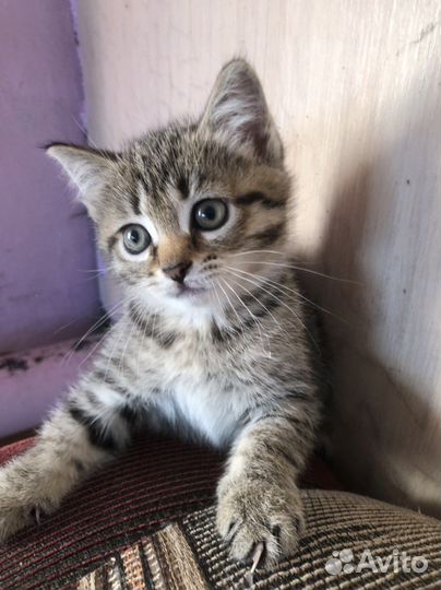Кошка 1 месяц