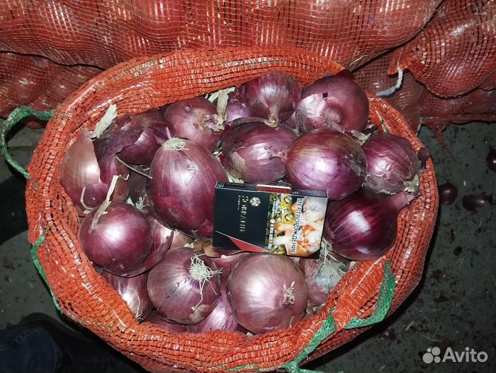 Лук фиолетовый