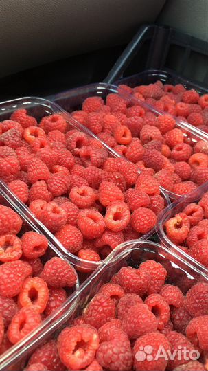 Саженцы малины ремонтантной в ассортименте