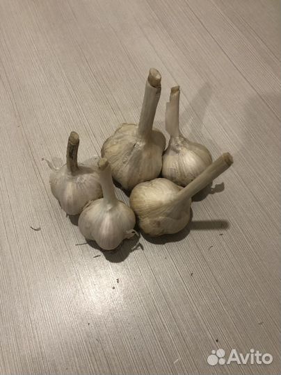 Чеснок озимый