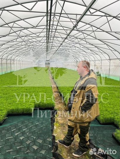 Горная сосна Мугус с зкс сеянцы