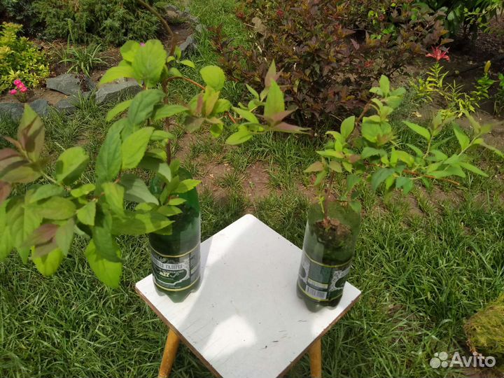 Спирея японская Макрофилла