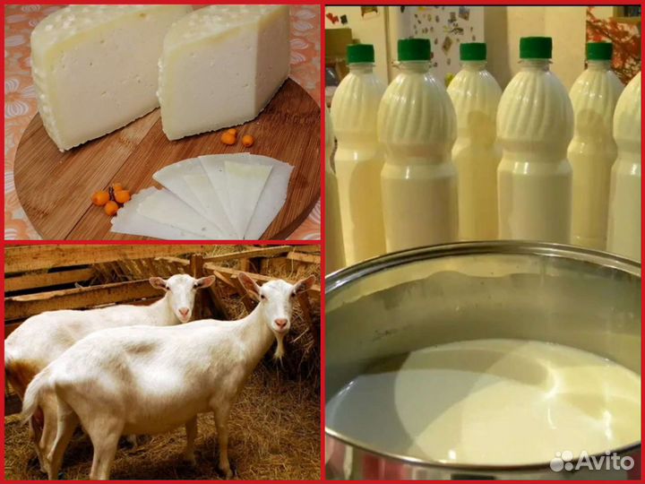 Козий сыр Канестрато