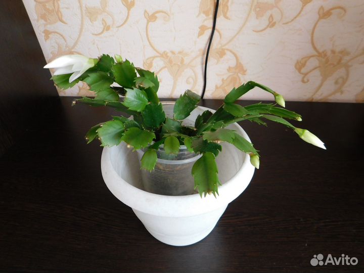 Декабрист белый