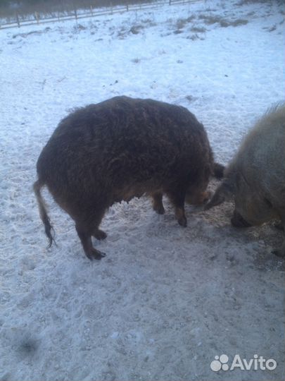 Мясо домашнее, мангалица