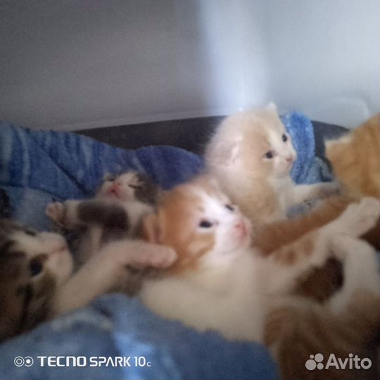 Кошка в дар бесплатно