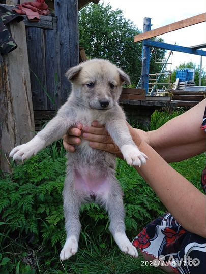 Щенки западно сибирской лайки