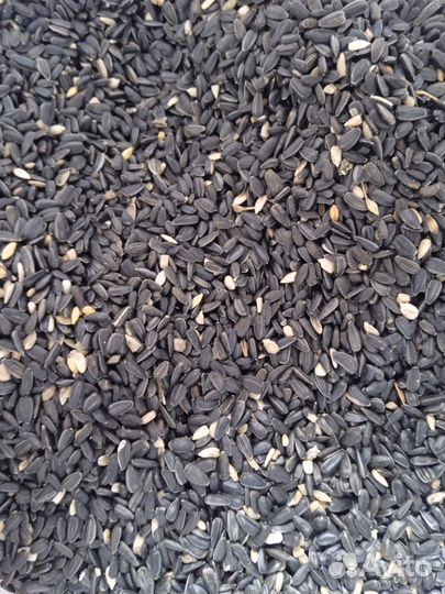 Семечки подсолнечника в мешках (25 кг)