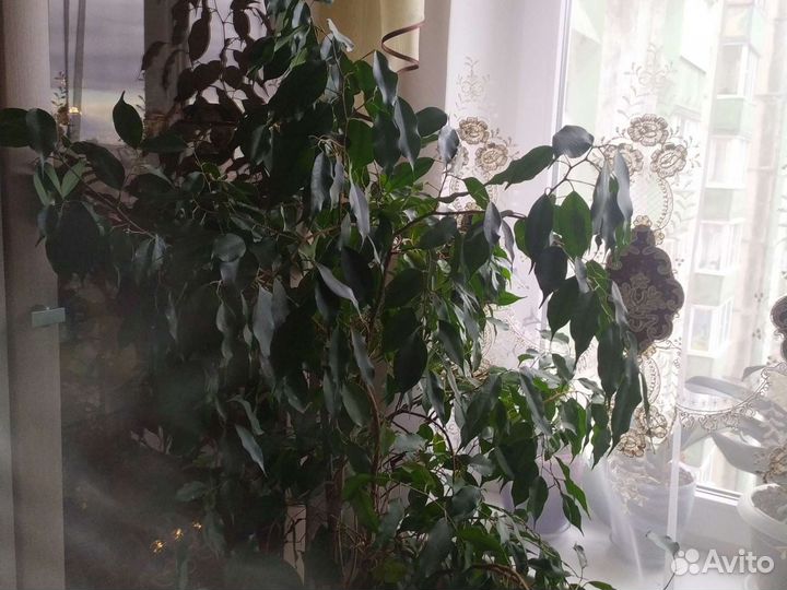 Фикус