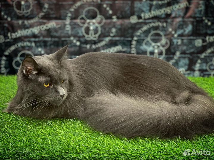 Груминг собак