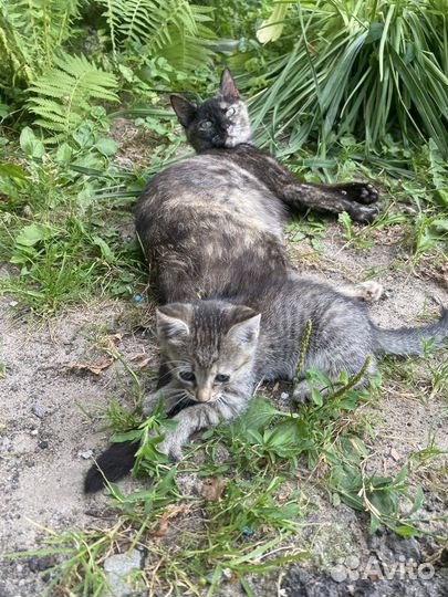 Беспатно котята