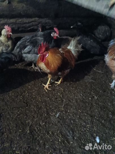 Молодые петухи