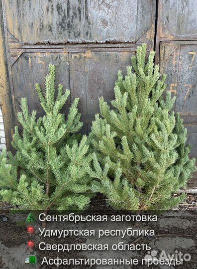 Елка сентябрьская рождественская опт