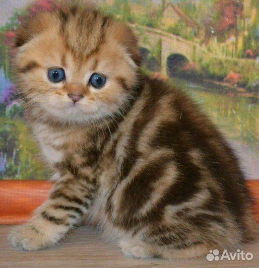 Золотые шотландские котята