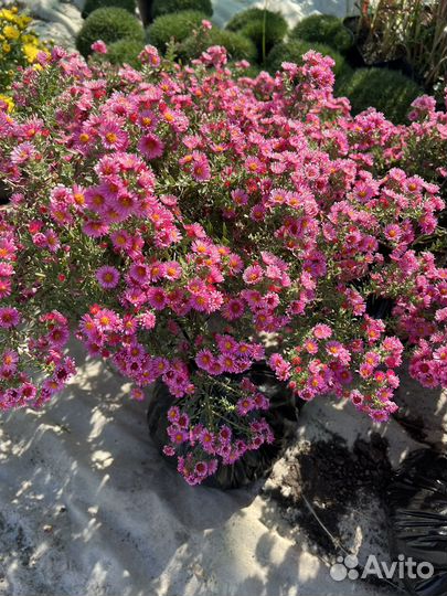 Астра альпийская