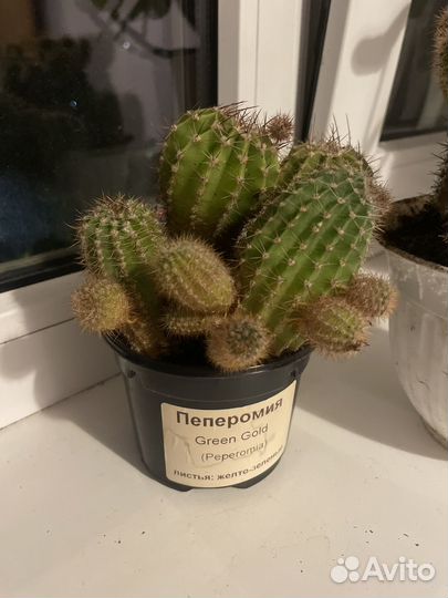 Кактус