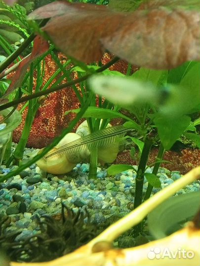 Аквариумные рыбки