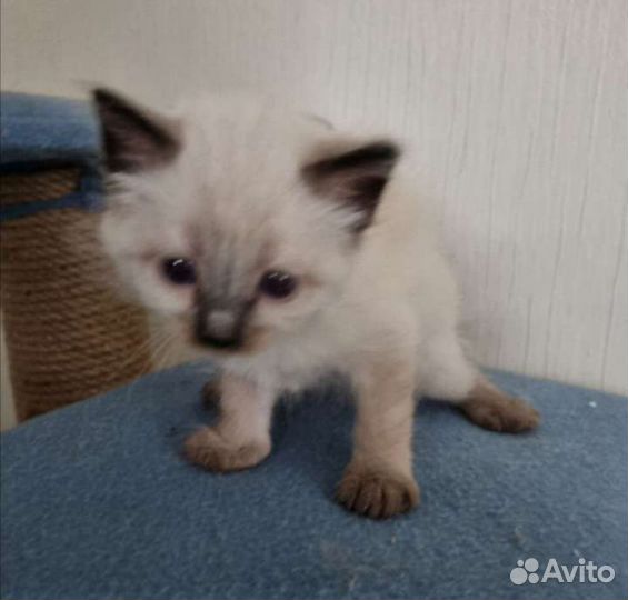 Котик 1,5 месяца