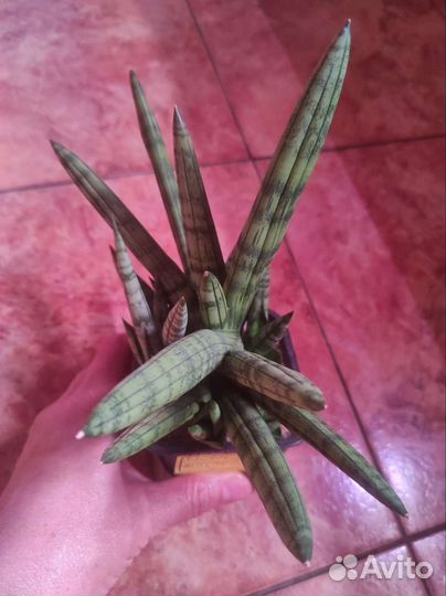 Sansevieria kirkii, manee