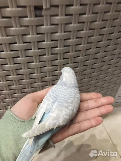 Птенцы волнистых попугаев