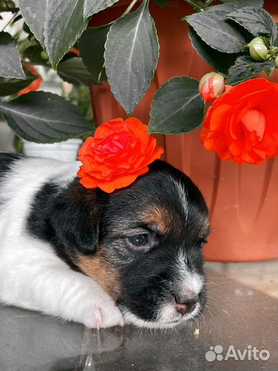 Щенки джек рассел терьер