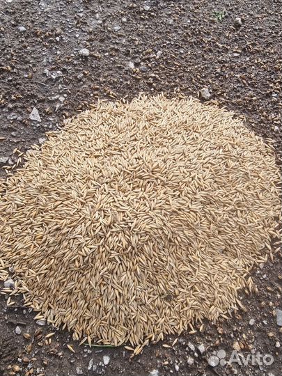 Продается овес с горохом