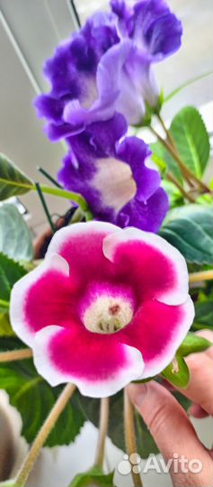 Глоксиния цветущая