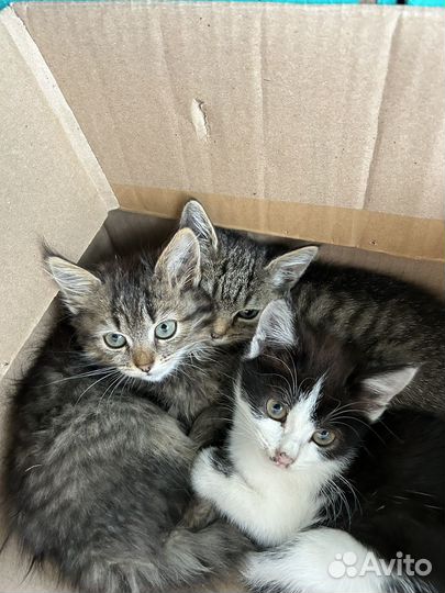 Котята в добрые руки даром