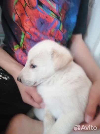 Отдам щенка в добрае руки