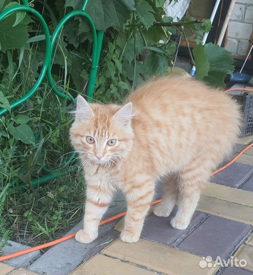 Котёнок тигрёнок рыжий