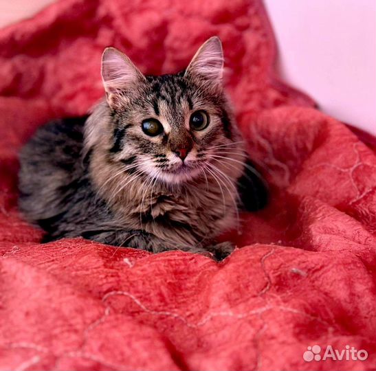 Котенок