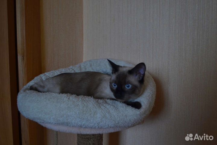 Тайская кошка вязка