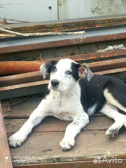 Красивые щенки