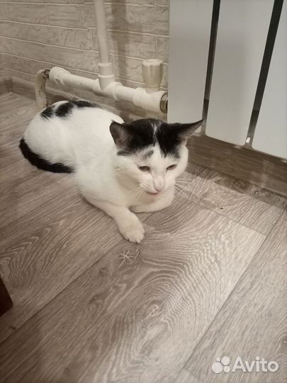 Отдам кота в добрые руки