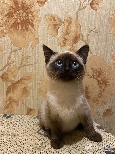 Тайские котята