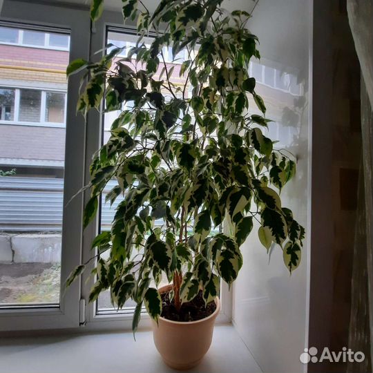 Фикус бенджамина