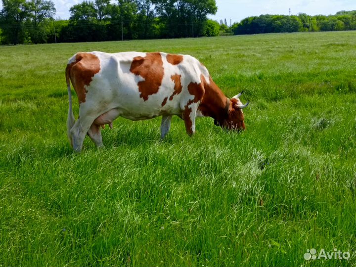 С/х животные коровы